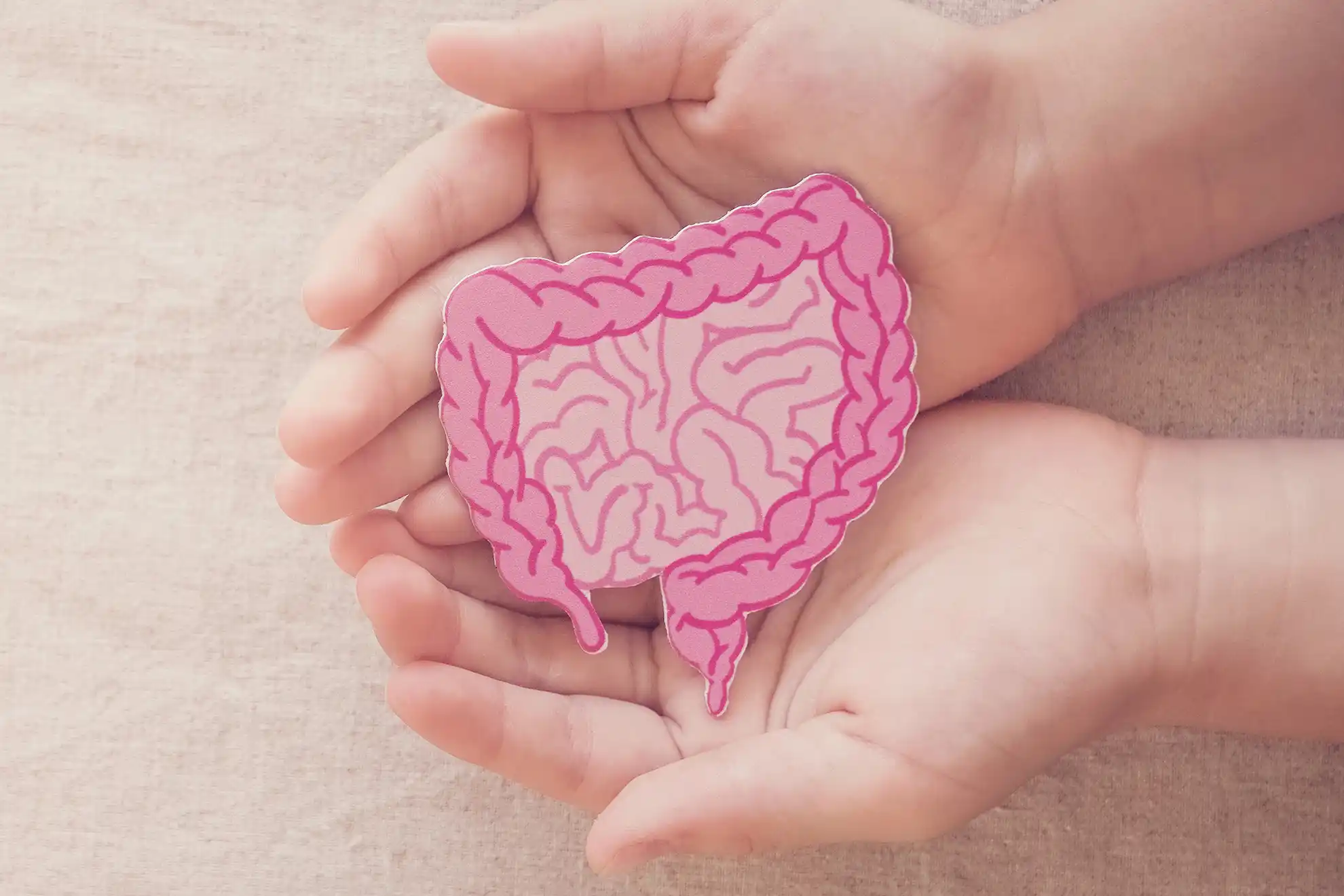 Hände halten eine Illustarion des Darms